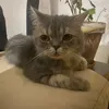 spicekitty