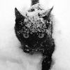 blacksnow233
