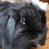 nyxiebunny