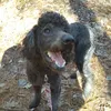 willows_agility