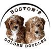 bostonsgoldendoodles_