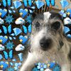 stinkyjettthedog