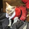 holliethecatlover