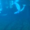 blueperreels
