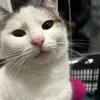 mozzarella040