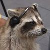 _trashraccoon_
