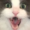 b3nnybo1