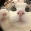 elgyatto
