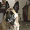 pass4pets