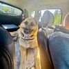 kingshepherd17