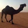 abdullahbinjurays