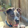 rayraytherescue