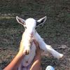 alfredoismygoat