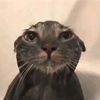 otters42