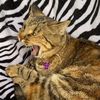 southdakotacatlady