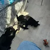 crazykittycat19