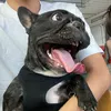 the_dog_truffle