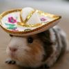 hammy_lover_lol