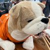 ilovebevo