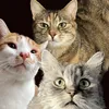 simba_und_roxy_und_amy