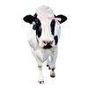 baygoesmoo