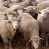 ishagsheep