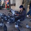 pigeon