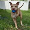 amantethetripodpitbull