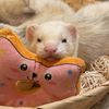 neko_and_ferrets