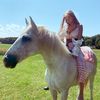 lies_zhara.horse