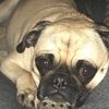 pugsley18bri