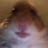 astro_hammy