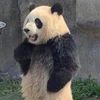kailsthepanda
