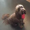 jessie_0312
