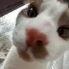 juliasajdak44