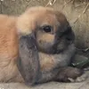 laboriousrabbit