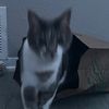 singing_lil_kitty