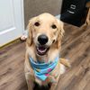 lizhenrydoglover