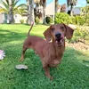 dachund4