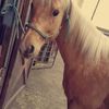 ashis_14