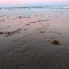 trixy_y