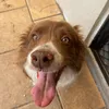 lazylissylou