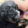 eddieboypoodle