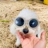 _pawm_