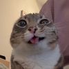 sboofie