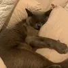 miaw00d99