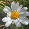 teresaroneanta