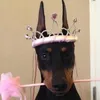_asheky_