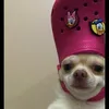 ratchedg1rl