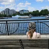 withmywings_pixy